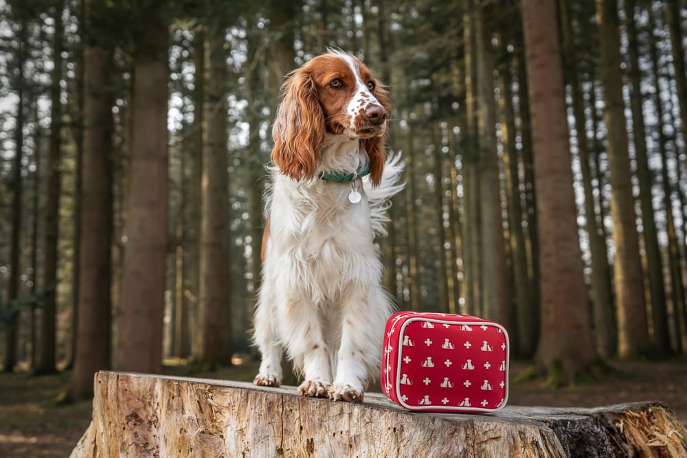 Pet product digital composite photography showing a dog with a safety product in a home setting